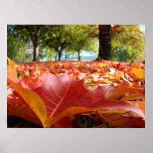 Naturkunst druckt Fotografie-orange Herbst-Blätter Poster