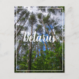 Naturlandschaft aufsuchen Wald Weißrussland Postka Postkarte