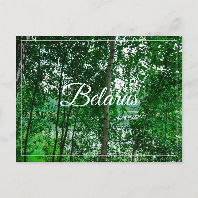 Naturlandschaft Birch Belarus Postkarte (Vorderseite)