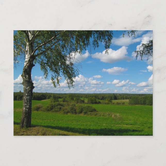 Naturlandschaft Birch Belarus Postkarte (Vorderseite)