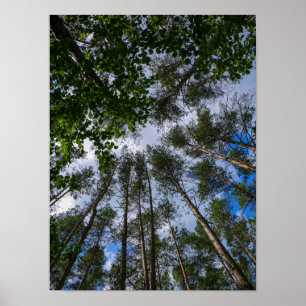 Naturlandschaft erforschen Forest Belarus Poster
