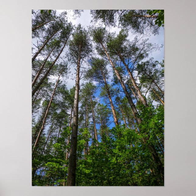 Naturlandschaft erforschen Forest Belarus Poster (Vorne)