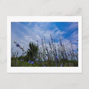 Naturlandschaft Feldmais Blume Postkarte