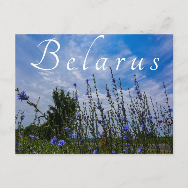 Naturlandschaft Feldmais Blume Postkarte (Vorderseite)