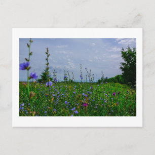 Naturlandschaft Feldmais Blume Postkarte