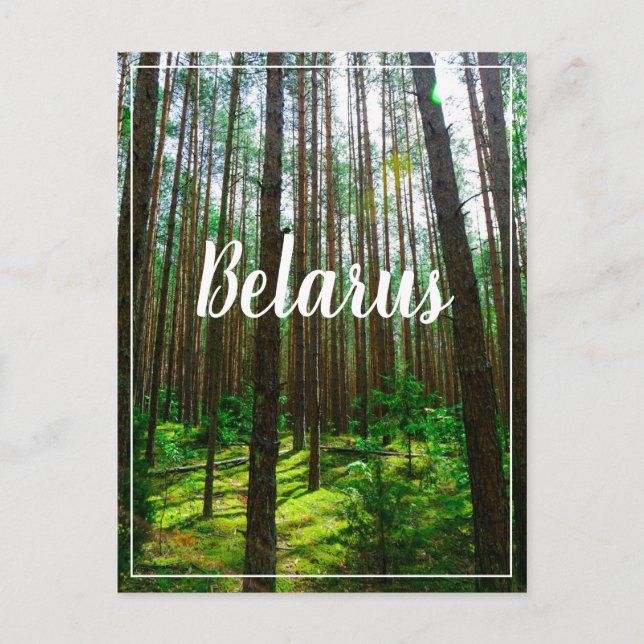 Naturlandschaft Forest Belarus Postkarte (Vorderseite)