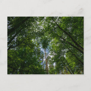 Naturlandschaft Forest Belarus Postkarte