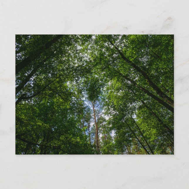 Naturlandschaft Forest Belarus Postkarte (Vorderseite)