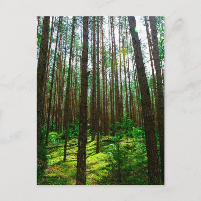 Naturlandschaft Forest Belarus Postkarte (Vorderseite)