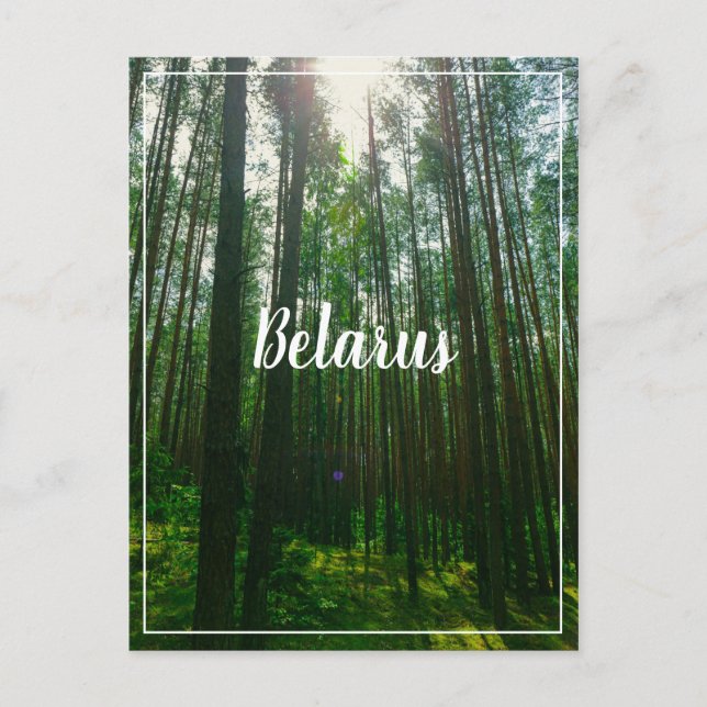 Naturlandschaft Forest Belarus Postkarte (Vorderseite)
