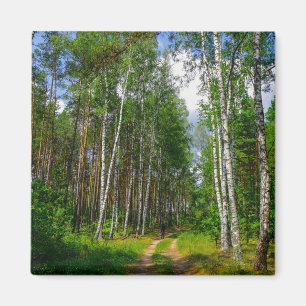 Naturlandschaft Forest Birch Weißrussland Magnet