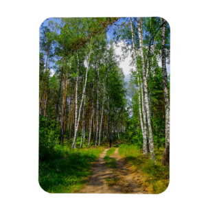 Naturlandschaft Forest Birch Weißrussland Magnet