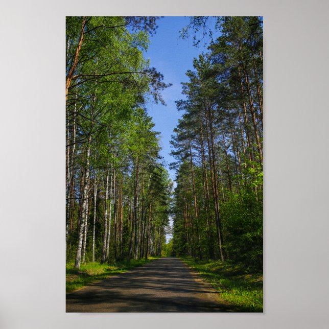 Naturlandschaft Forest Birch Weißrussland Poster (Vorne)