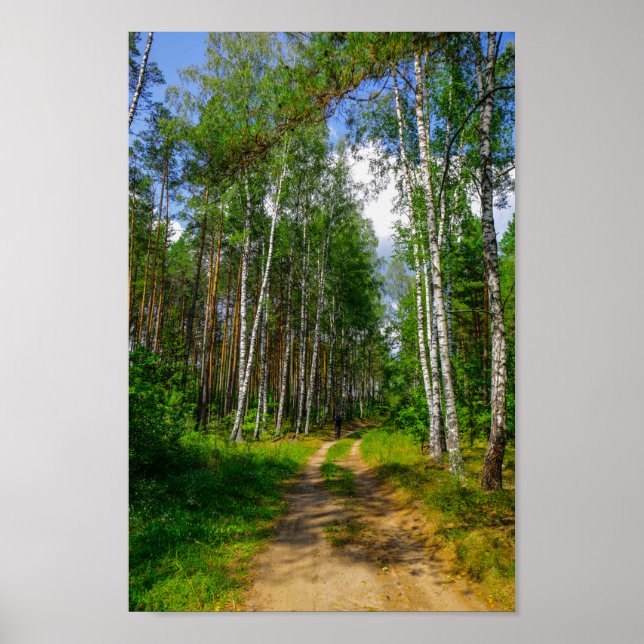 Naturlandschaft Forest Birch Weißrussland Poster (Vorne)