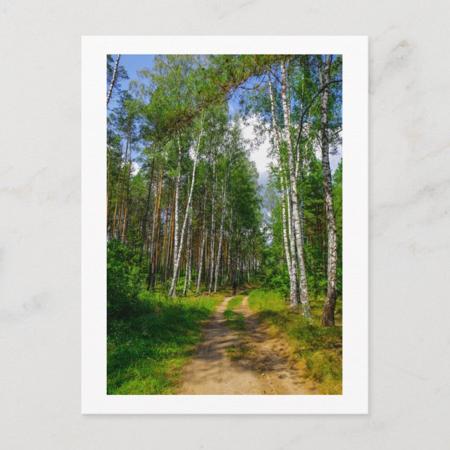 Naturlandschaft Forest Birch Weißrussland Postkarte (Vorderseite)