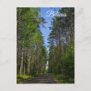 Naturlandschaft Forest Birch Weißrussland Postkarte