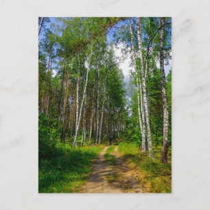 Naturlandschaft Forest Birch Weißrussland Postkarte