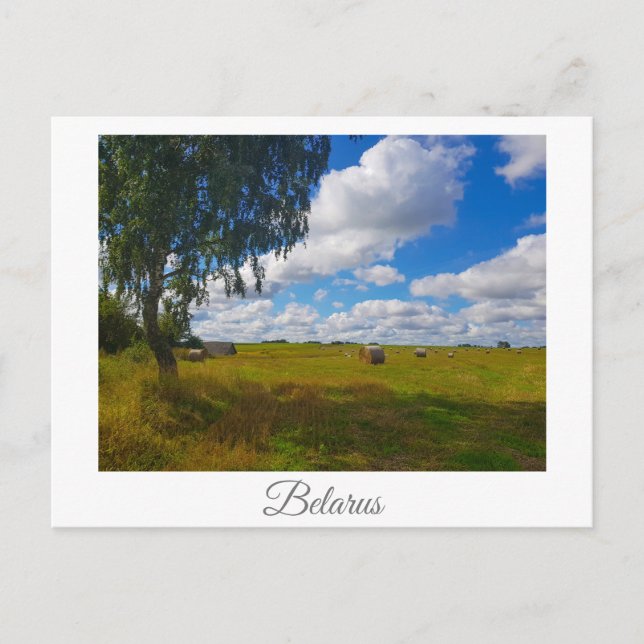 Naturlandschaft Landschaft Birch Tree Belarus Postkarte (Vorderseite)
