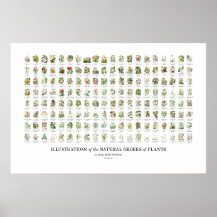 Natürliche Bestellungen von Pflanze - alle Illustr Poster
