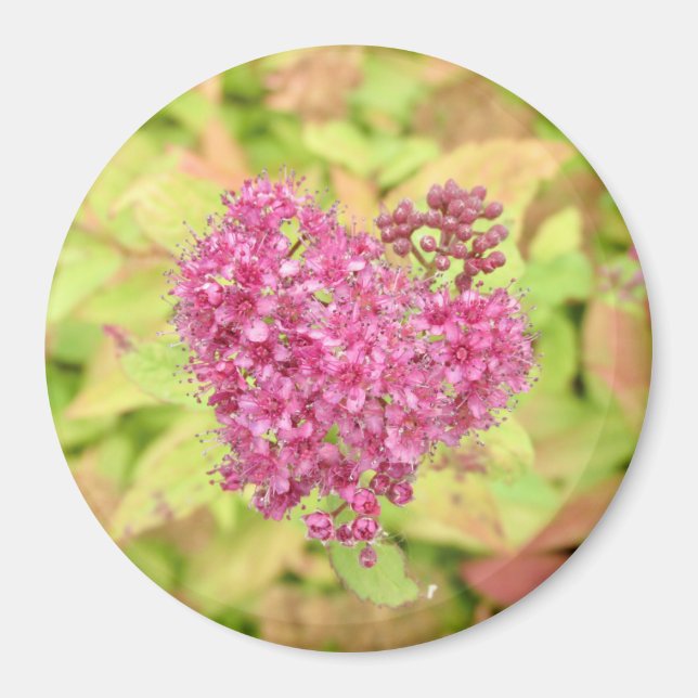 Natürliche Blume Herz - durchbohrt von Pfeil. Magnet (Vorne)