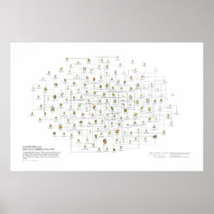 Natürliche Ordnungen der Pflanzen - Ähnlichkeiten Poster