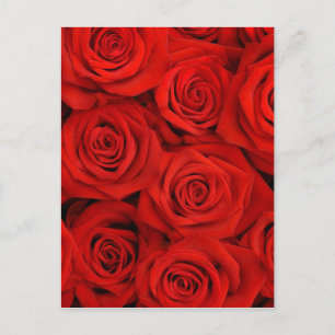 Natürliche rote Rosen Postkarte