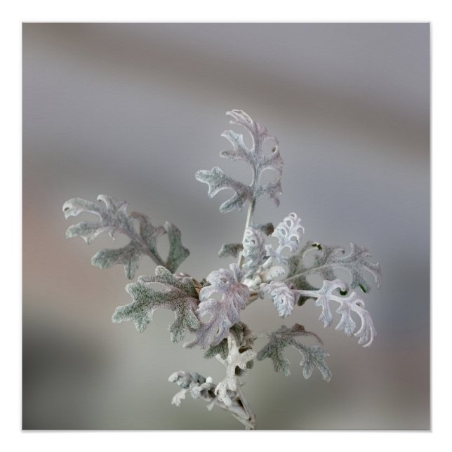 Natürliche Weihnachtsdekorationen Poster (Vorderseite)