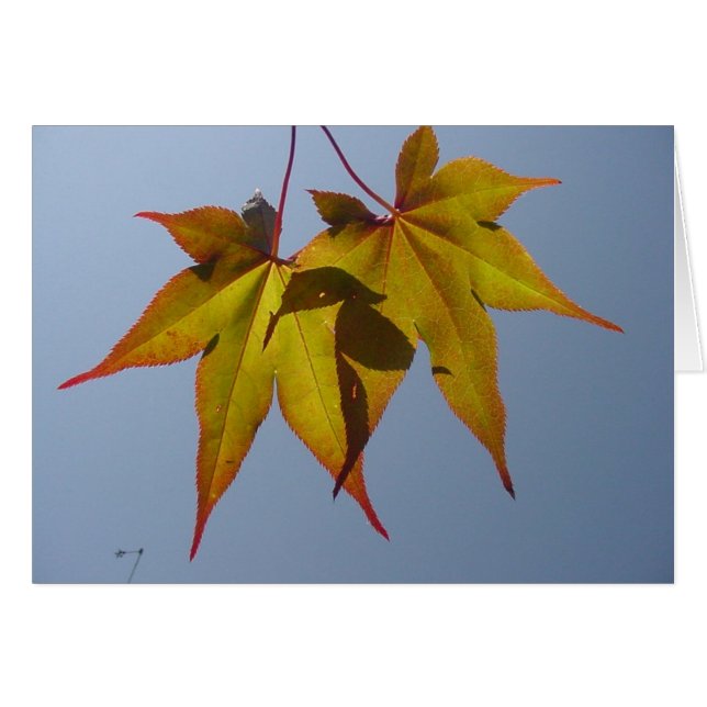 Natürliches Gold (Vorderseite (Horizontal))