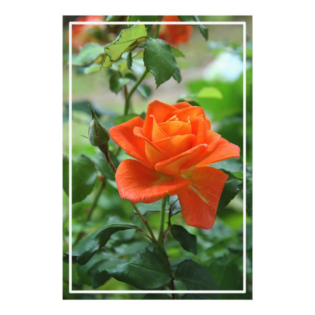 Naturrosa-Rose-Blume Fotodruck (Vorne)