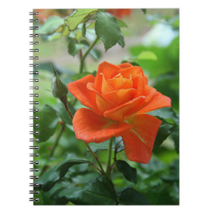 Naturrosa-Rose-Blume Notizblock