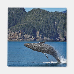 Naturschutzgebiet Humpback Foto Magnet