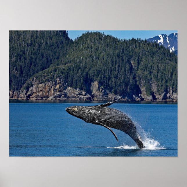 Naturschutzgebiet Humpback Foto Poster (Vorne)