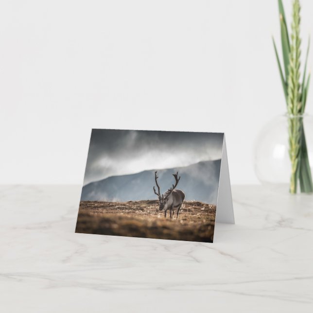 Naturschutzgebiet Svalbard Rentier Foto Karte (Vorderseite)