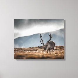 Naturschutzgebiet Svalbard Rentier Foto Leinwanddruck