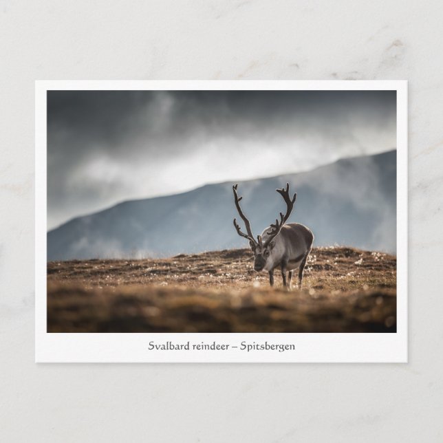 Naturschutzgebiet Svalbard Rentier Foto Postkarte (Vorderseite)