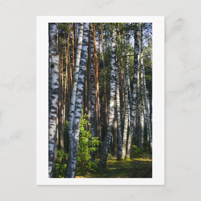 Naturwald Birken Bäume Grüne Landschaft Postkarte (Vorderseite)