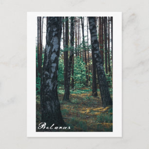 Naturwald Birkenbaum Landschaft Weißrussland Postc Postkarte
