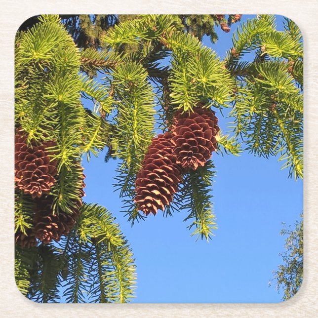 NaturwaldFoto-Untersetzer mit Niederlassung Rechteckiger Pappuntersetzer (Vorderseite)