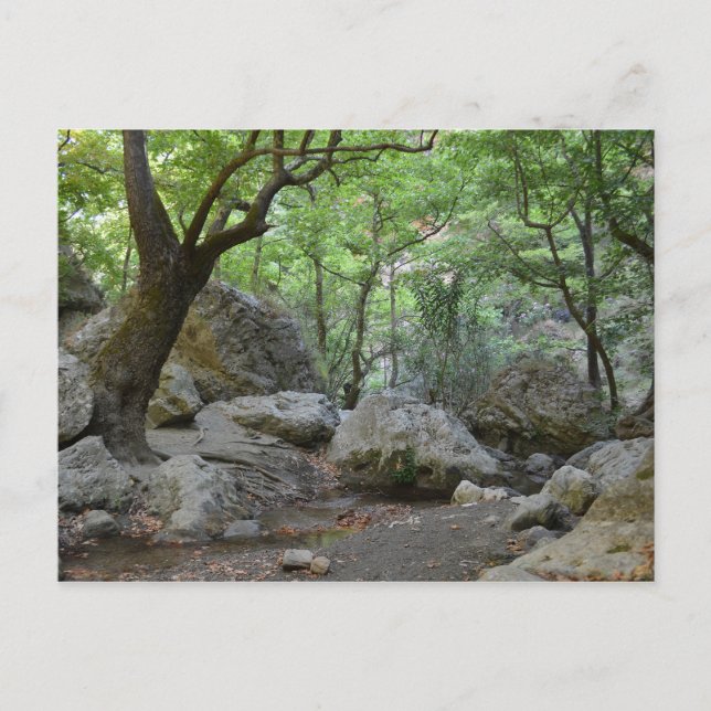 Naturwanderung Postkarte (Vorderseite)