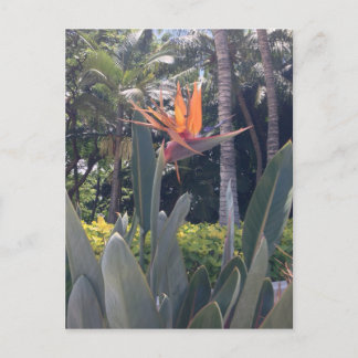 Naturwunder hawaiianischen Stils Postkarte