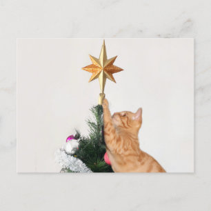 Naughty Orange Tabby Weihnachten