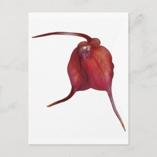 Naughty Orchid Postkarte