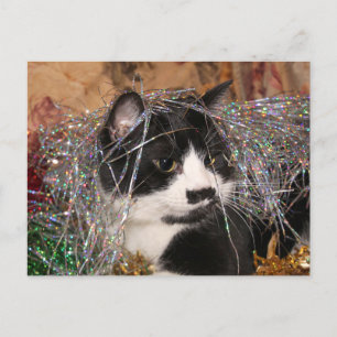 Naughty tuxedo kitty Weihnachten