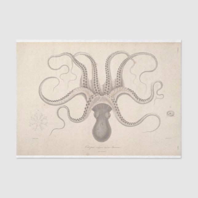 Nautic Octopus Script Ephemera Decoupage Seidenpapier (Vorderseite)