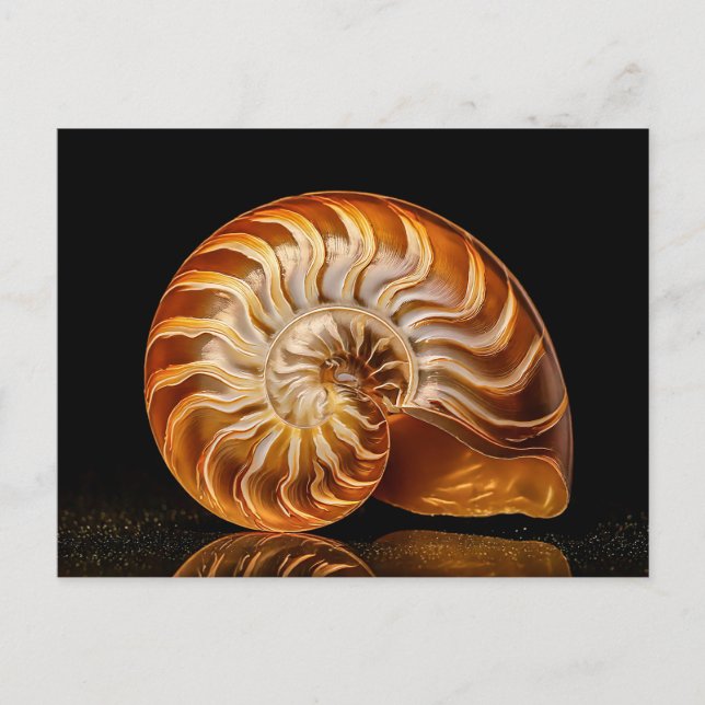 Nautil, Goldmuschel Postkarte (Vorderseite)