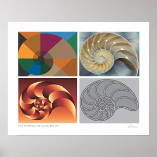 Nautilus 4 Views Poster