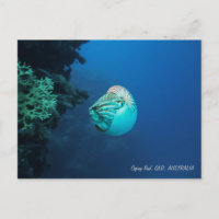 Nautilus Great Barrier Reef Korallenmeer