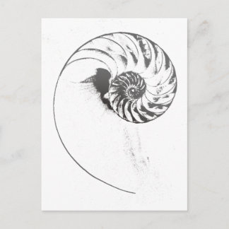 Nautilus Muschel 1 Postkarte