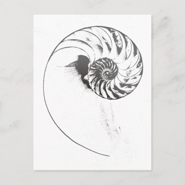 Nautilus Muschel 1 Postkarte (Vorderseite)