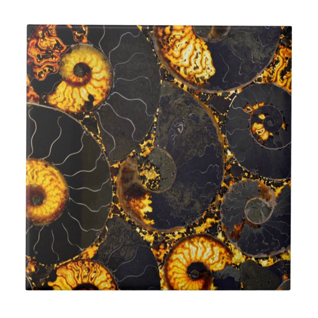 Nautilus-Muschel Fliese (Vorderseite)